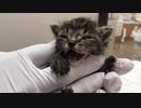 【保護猫】親に捨てられた赤ちゃん猫にミルクを飲ませてみた　Rescued Cats