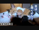 母猫が赤ちゃんの毛繕いを手加減しないとこうなります【生後9日目-1】子猫大揺れ / 第一子、軽く下敷きに