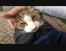 野良猫】男は見た？癒しを求め出会った地域猫が予想外の行動に？【猫動画】