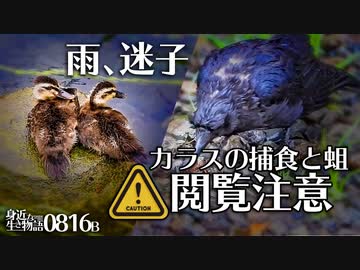 身近な生き物語366日 生き物 自然日記 全498件 Mochi Oさんのシリーズ ニコニコ動画