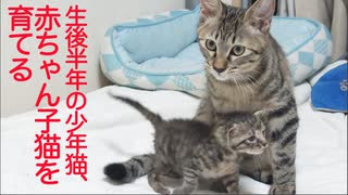 優しき少年猫、赤ちゃん子猫の面倒をみる