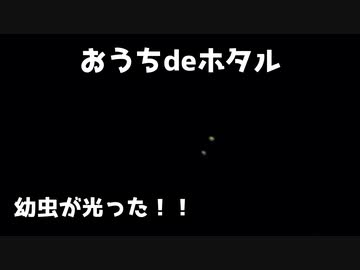 おうちdeホタル1 幼虫が光った！
