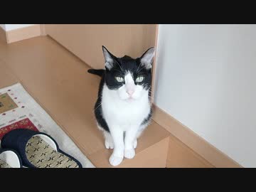 うまい飯を食うため飼い主を仕事に送り出す猫