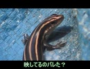 ニホントカゲを飽きるまで眺める　4/6