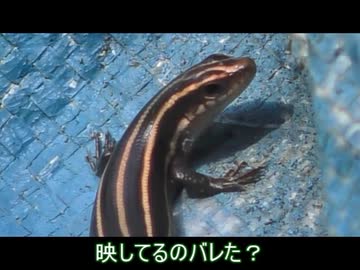 ニホントカゲを飽きるまで眺める　4/6