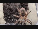 [やめられない]タランチュラ飼育日記その３０１[クッキークリッカー］