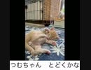 【猫日記□】毛づくろいを覚えた赤ちゃん猫□…