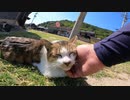 猫の島で野良猫達が集会をしていた【野良猫】【感動猫】