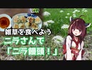 【思い切って野草を食べてみよう】#33 ニラさんで「ニラ饅頭」！