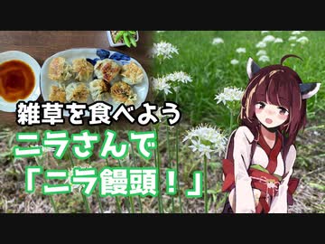 【思い切って野草を食べてみよう】#33 ニラさんで「ニラ饅頭」！