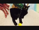 興味ないフリして結局遊ぶぬこ