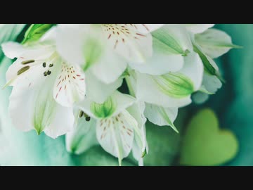 【UTAUカバー】マハラリィの花【白峰】