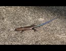 ニホントカゲを飽きるまで眺める　6/6