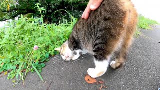 腰トントンに悶絶する野良猫