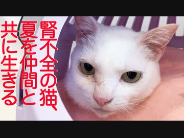 縁の深い猫たち、真夏の終末ケアの思い出