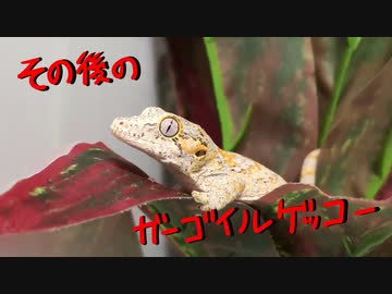 ガーゴイルゲッコーお迎え後の様子