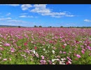 誕生日オリジナル曲 「花園」 Original Music 南ことりと僕は同じ誕生日