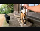 縁側で寝ていた三毛猫と黒猫をナデナデしてきた