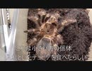 [クッキークリッカーと]タランチュラ飼育日記その３０２[お絵描きの人になってる］