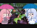 雨の日のお散歩とオチバタケ