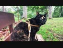 2021/08/31放送【151日目 北海道 野付郡別海町 夕方 あずにゃんぽ（猫散歩）】北海道全市町村制覇するまで帰れまてん！　猫と車中泊の旅　日本縦断【旅猫あずき～保護猫から旅猫へ～】