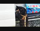 2021/09/01放送※cut動画【152日目 北海道 知床 夕方 あずにゃんぽ（猫散歩）】北海道全市町村制覇するまで帰れまてん！　猫と車中泊の旅　日本縦断【旅猫あずき～保護猫から旅猫へ～】