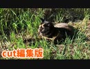 2021/09/02放送※cut編集動画【153日目 北海道 網走郡大空町 夕方 あずにゃんぽ猫散歩】北海道全市町村制覇するまで帰れまてん！　猫と車中泊の旅　日本縦断【旅猫あずき～保護猫から旅猫へ～】