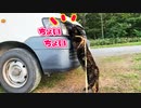 2021/09/03放送【154日目 北海道 網走郡大空町 夕方 あずにゃんぽ猫散歩】北海道全市町村制覇するまで帰れまてん！　猫と車中泊の旅　日本縦断【旅猫あずき～保護猫から旅猫へ～】