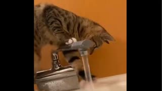 蛇口猫