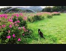 2021/09/04放送【155日目 北海道 弟子屈町 夕方 あずにゃんぽ（猫散歩）】北海道全市町村制覇するまで帰れまてん！　猫と車中泊の旅　日本縦断【旅猫あずき～保護猫から旅猫へ～】