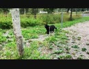 2021/09/05放送【156日目 北海道 弟子屈町 早朝 あずにゃんぽ（猫散歩）】北海道全市町村制覇するまで帰れまてん！　猫と車中泊の旅　日本縦断【旅猫あずき～保護猫から旅猫へ～】