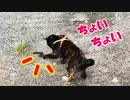 2021/09/05放送【156日目 北海道 釧路市 夕方 あずにゃんぽ（猫散歩）】北海道全市町村制覇するまで帰れまてん！　猫と車中泊の旅　日本縦断【旅猫あずき～保護猫から旅猫へ～】