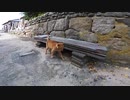 【悲報】猫島で発見した衰弱した茶トラ猫・・・【野良猫】【感動猫】