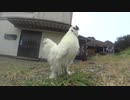 ちょっと潮岬行ってくる PT252