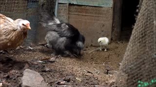 変なおじさんとこの　鶏さん２２０　小さなひよこと　大きなひよこ（元