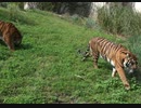 [WDW] 地下道へ降りる２匹の虎/アニマル・キングダム/ディズニー・ワールド・リゾート 旅行記/(2018/11/1)