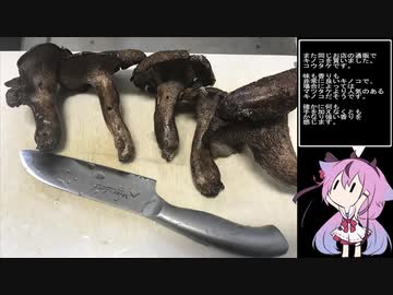 珍食材が食べたい！#29　コウタケの天ぷら