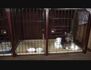 ココヨ－キ－タケモリ　石川県　金沢市　円光寺２丁目5-27　サーチャン犬舎