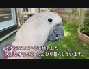 大型鳥オオバタン雄と暮らす１２年目のある日◆羽夢蔵◆Moluccan Cockatoo