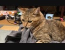 放さないタタルさん＃246
