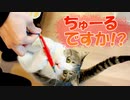 呼び寄せの歌