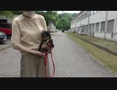 犬舎名　ココヨ－キ－タケモリ　石川県　金沢市　円光寺２丁目5-27