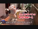 水浴びが嫌いなオウムのまぬけな威嚇ポーズ◆#３◆羽夢蔵◆Moluccan Cockatoo