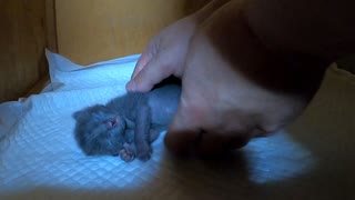 一度火が付いたら大合唱。猫の赤ちゃんシーツ替え【生後9日目-3 五匹の子猫】