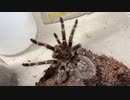 [さぼりではない]タランチュラ飼育日記その３０３[けっしてさぼりじゃない］