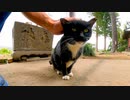 手水を飲む野良猫