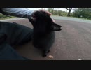 野良猫】公園の地域猫が神対応？男が見た小さな奇跡とは！？【猫動画】