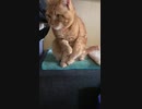 今日の毛繕いshort