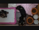 ルビ－　オパ－ル　サーチャン　子犬の頃　ココヨ－キ－タケモリ　金沢市円光寺
