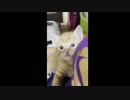 【猫日記】不意に招き猫になる子猫w